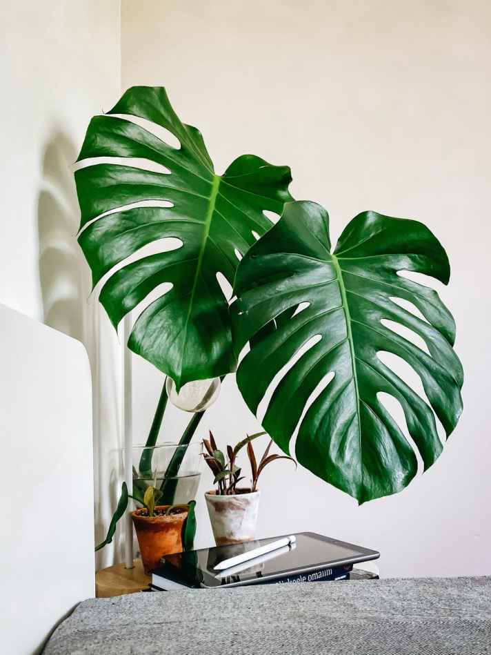 The Top 10 Easiest Houseplants for Beginners